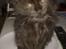 Maine Coon Codi  Nunu 
