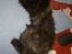 Maine Coon Codi  Nunu 