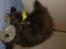 Maine Coon Codi  Nunu 