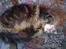 Maine Coon Curly - sovetryne:)