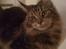 Maine Coon Curly
