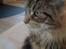 Maine Coon Curly