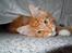 Maine Coon DK Bjørnholts Bernardino