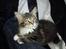 Maine Coon Nickoline