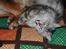 Maine Coon Jack