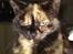 Huskat Gizmo