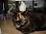 Huskat Gizmo