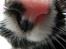 Huskat Felix
