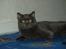 Scottish Fold  Straight Charlie