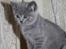 British Shorthair DK Sentimentals iNaia