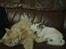 Blanding af racer Simba - Putte med han s"bror" Chihuahuaen Bobo