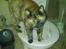 Huskat Rosa - toilet katten