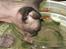 Sphynx Precilla´s Chilli 