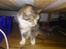 Huskat Mille
