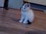 Huskat Fie