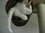 Huskat Fie