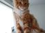 Maine Coon DK Bjørnholts Bernardino