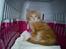 Maine Coon Nala - i min trygge kasse :)