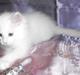 Maine Coon SnowAngels White Flower