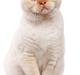 British Shorthair Picasso