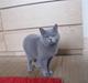 British Shorthair Wiki's Blue jazmin 'Mini'
