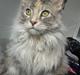 Maine Coon Tabia Tango