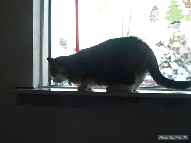 Huskat Alma. billede 12