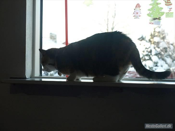 Huskat Alma. billede 13