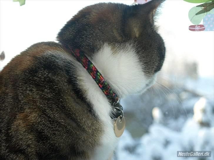 Huskat Alma. billede 14