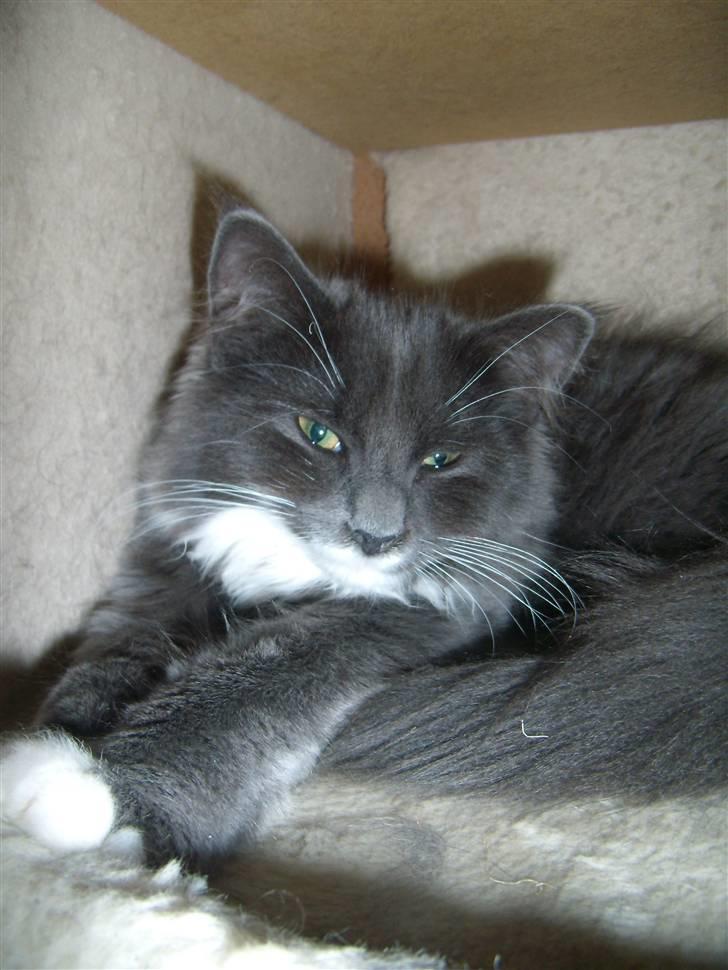 Blanding af racer Nuka billede 1