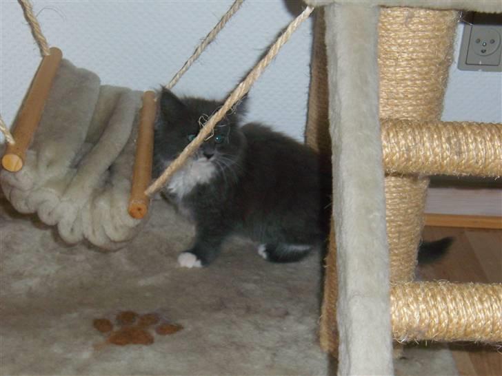 Blanding af racer Nuka billede 2