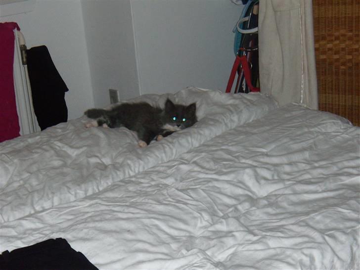 Blanding af racer Nuka billede 3