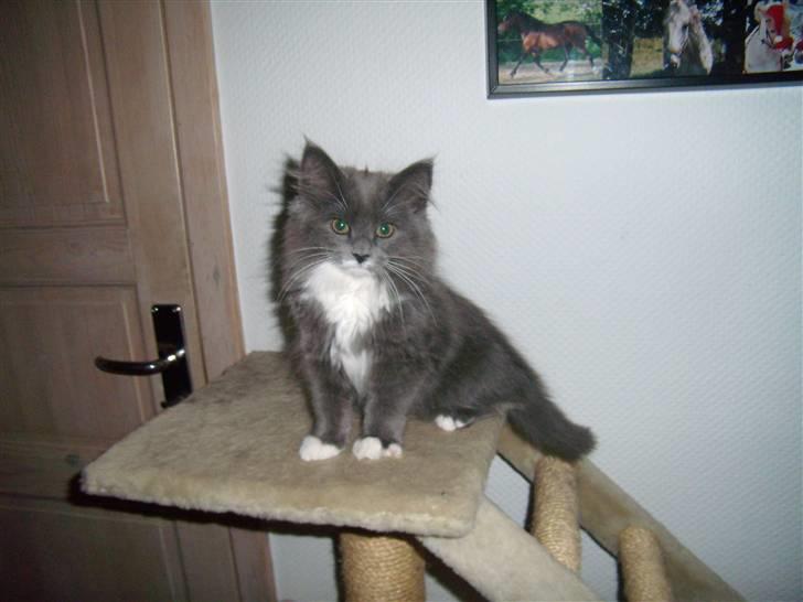 Blanding af racer Nuka billede 4