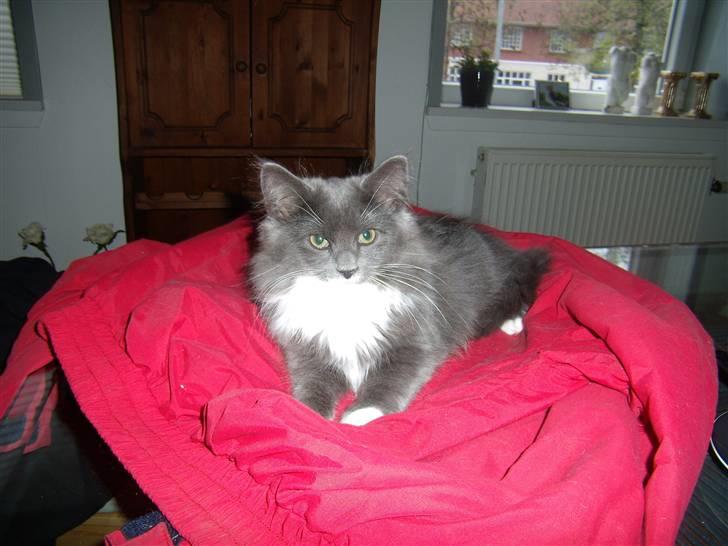 Blanding af racer Nuka billede 5