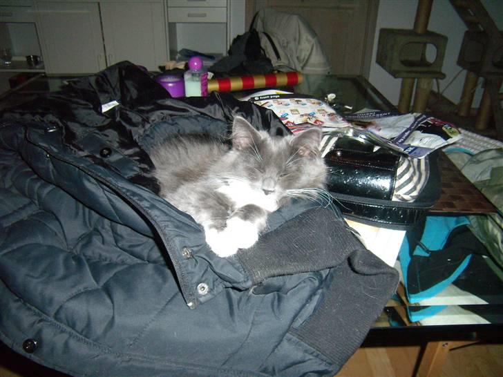 Blanding af racer Nuka billede 6