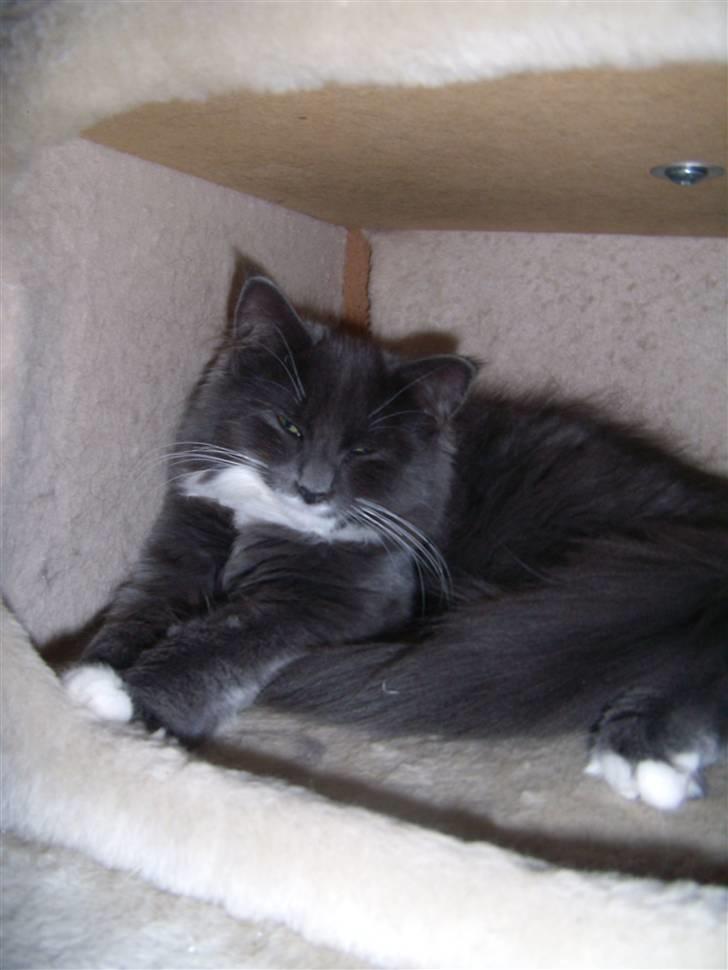 Blanding af racer Nuka billede 7