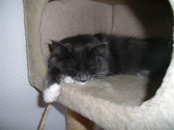 Blanding af racer Nuka billede 8