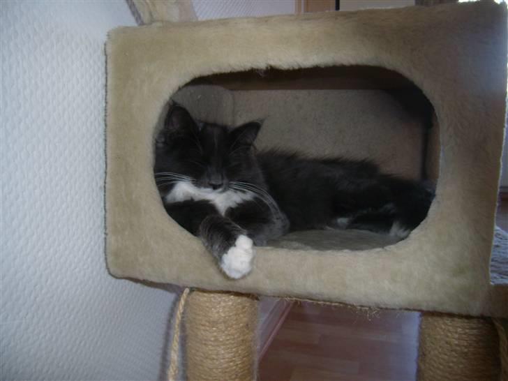 Blanding af racer Nuka billede 9