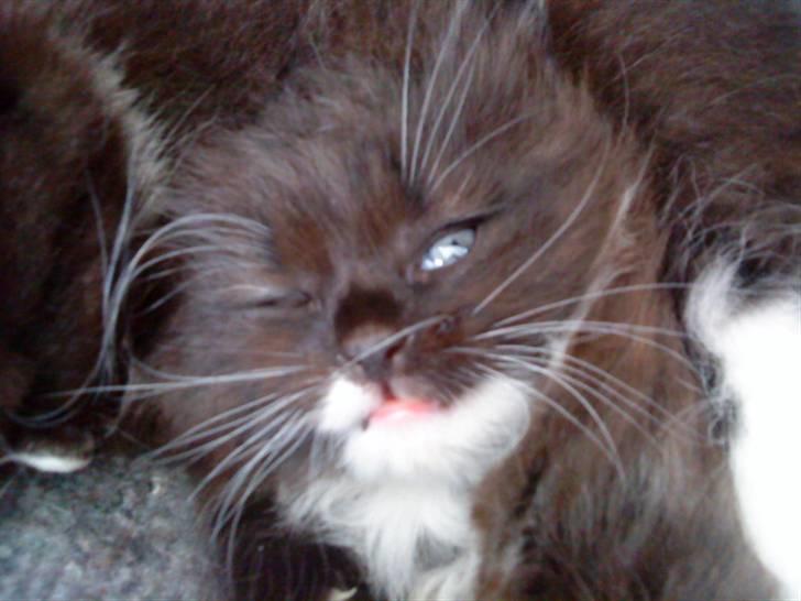 Norsk Skovkat Cutie R.I.P - næsten først lige begyndt af åbne signe øjne :i billede 10