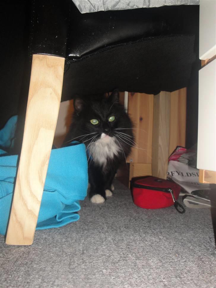 Norsk Skovkat Cutie R.I.P - øvøv du fandt mig :D billede 8