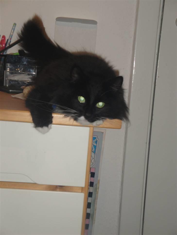 Norsk Skovkat Cutie R.I.P - jeg er dejlig :D billede 11