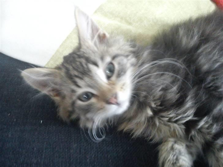 Blanding af racer hugo billede 1