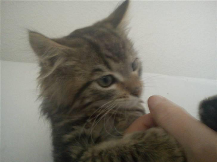 Blanding af racer hugo billede 2