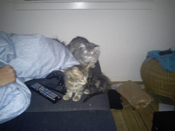 Blanding af racer hugo billede 3