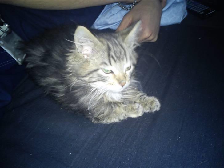 Blanding af racer hugo billede 4