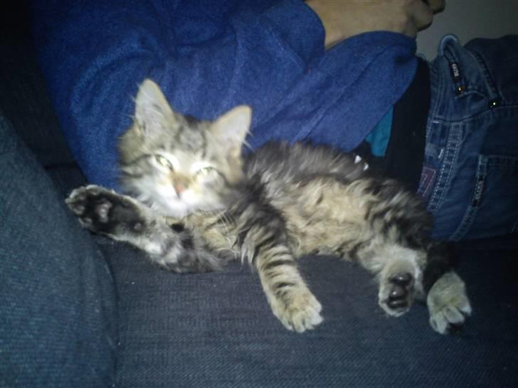 Blanding af racer hugo billede 5