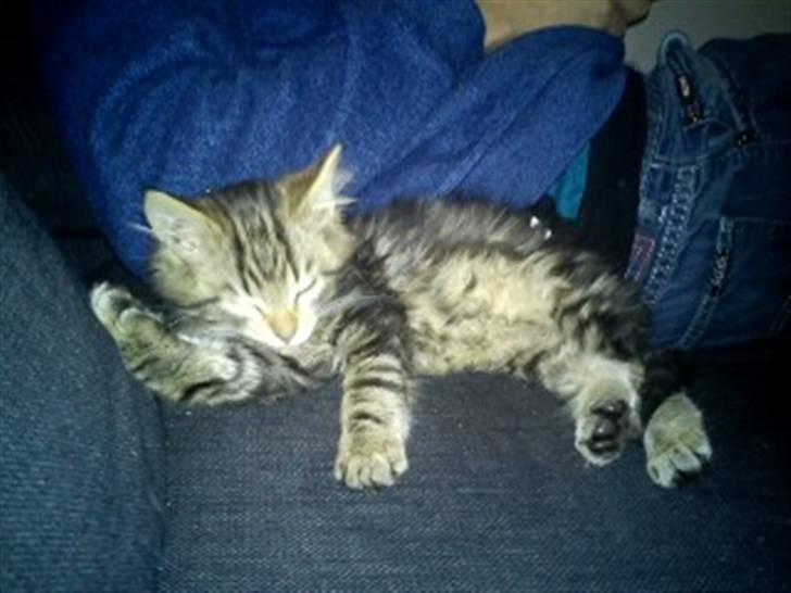 Blanding af racer hugo billede 6