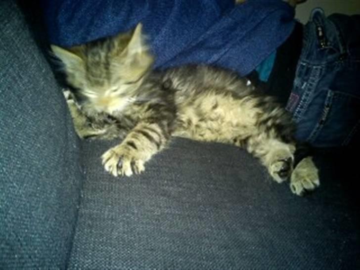 Blanding af racer hugo billede 7