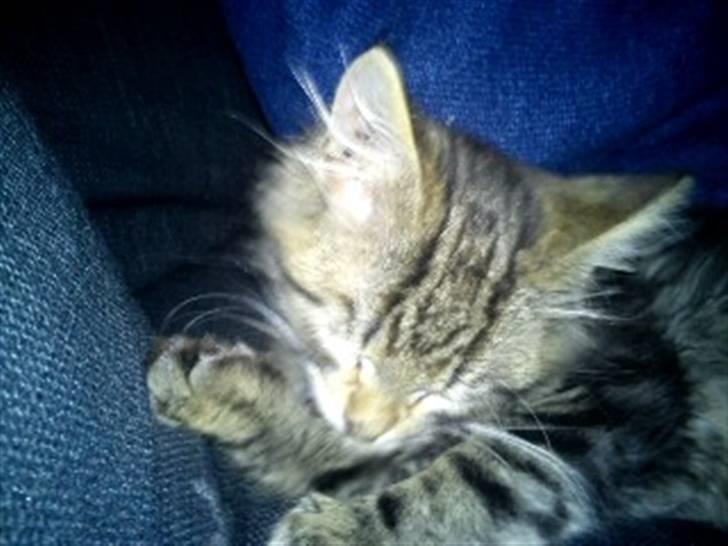 Blanding af racer hugo billede 8