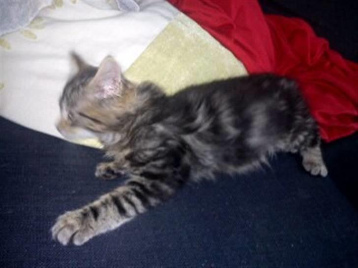 Blanding af racer hugo billede 9